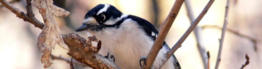 Downy Woodpecker